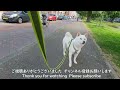 柴犬柿丸 つれない朝散歩【オランダ 環境音 4k】kaki maru the shiba inu