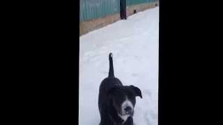 Ronnie is a good boy and loves the snow