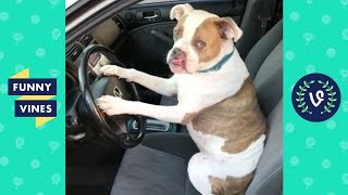 TRY NOT TO LAUGH - Cute PETS & Funny ANIMALS! | Funny Videos 2018
