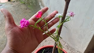 1 पोर्तुलका मे 4 रंग के फुल खिल गए | How to Get Multi Color Flowers on Single Portulaca Plant |