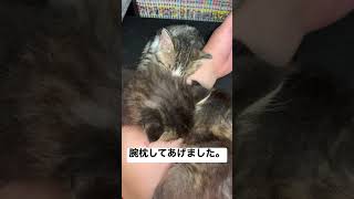 腕枕してあげました。 #ねこのいる生活 #猫 #cat #猫のいる暮らし