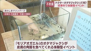 手の角質を食べてくれる「ドクターフィッシュ」ならぬ「ドクターオタマジャクシ」が人気　静岡・沼津市あわしまマリンパーク