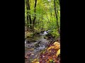 relaxing nature sounds 🍃🎋 shorts nature forest ￼