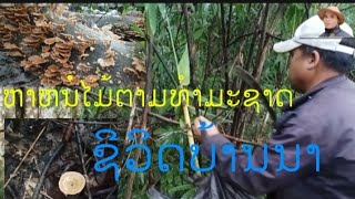 ep 2 หาหนอ่ไม้ในป่าชว่งละดูฝน//ຫາຫນໍໄມ້ຕາມປ່າ🇱🇦