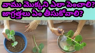 How to grow and care ajwain plant /how to grow ajwain plant easy at home/vamu mokka/in telugu