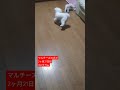 【パピー犬動画】2ヶ月765グラムのポポと大人1850グラムの様子　 マルチーズ　 仔犬　 子犬　 幼犬　 子犬のいる暮らし 　 子犬の成長記録 　 遊ぶ　 ポメマル　　 maltese baby