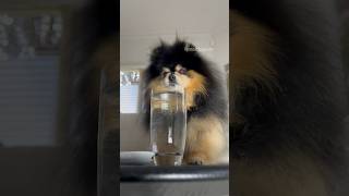 Pomeranian takes revenge on owner 😯 #dog #pomeranian