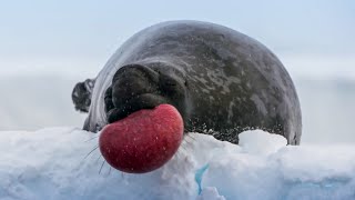 World’s Strangest Mating Technique | Frozen Planet II | BBC Earth