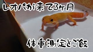 【レオパードゲッコー】うちのレオパが来て3ヶ月の飼育日記＃2【ヒョウモントカゲモドキ】体重測定とご飯あげます。