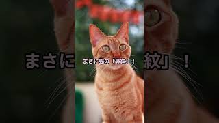 【不思議な雑学】猫の雑学10選