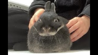 The rabbit I wanted to pet was too cute [No.218]