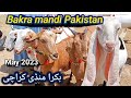 Bakra mandi Pakistan 2023 | Goat mandi Pakistan | Livestock Pakistan