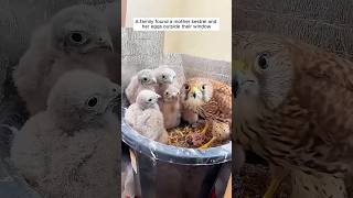 A family found a mother kestrel and her eggs outside their window #shorts