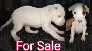 Gultair Female Puppy For Sale / Pink Nose Gultair / Kohati Gultair / Gultair Dog +923015014241