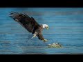 Can Eagle Hunt Baby Crocodile ?