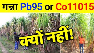 गन्ना PB 98 और 11015 क्यों नहीं | Ganna Pb95 11015 kyo Nahi | Ganna pb95 Ya Co11015 | Jagan Singh