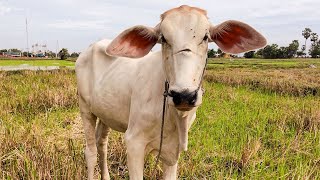 The cow was eating grass when it suddenly saw something approaching it.