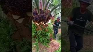 Super Palm Oil Fruit Harvesting Technique