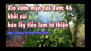 Tín đồ Phật giáo Hoà Hảo xin vườn mận cưa cúi bán được 46 khối.