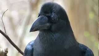 フルHDでムビる00333 カラス：ハシブトガラス？ karasu crow