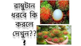 রাম্বুটান গাছ পরিচর্যা  দেখুন। | rambutan  | fruit | Bangladesh |