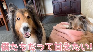 【シェルティ】僕たちだって甘えたい🐾【甘えん坊】