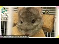 龍貓飼養新手村【ep1】初次養龍貓，先看完這集 腦波弱被推銷買一堆東西怎麼辦 新手飼養注意事項 龍貓飼料怎麼選 多久洗一次砂浴 飼養經驗談