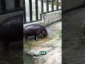 Pygmy Hippo | the CUTEST Pygmy Hippo You Ever See