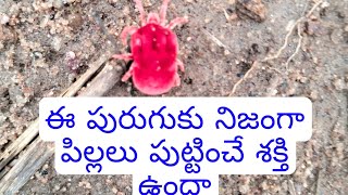 ఇప్పుడు మాత్రమే కనిపించే ఆర్రుద పురుగులు గురించి మీకు తెలియని కొన్ని నిజాలు తప్పక చూడండి in Telugu