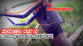 MONSTER APA itu...?  liat capit nya saja sudah panjang sekali, APA lagi bedanya..?