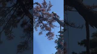 【偏心木の枯れた赤松】 Red Pine #shorts #treeremoval #treework