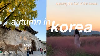 study abroad in korea VLOG 🍂 seoul forest, gyeongju, new ghibli film, lotte world mall