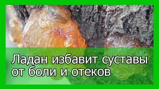 Ладан избавит суставы от боли и отеков