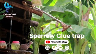 Sparrow Glue Trap / Sparrow Trap អន្ទាក់កាវចាប លេងគ្រាន់សប្បាយទេកុំហូបអី