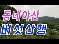 19년 9월 10일 동네 야산 버섯산행 노루궁뎅이도 있고 밀버섯도 싸리도 나오네요