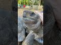 GIANT Tortoises LOVE Scratches!!!