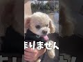 公園とキッチンカーと犬【関西弁でしゃべる犬】park kitchen car and dog 655 服部緑地公園 キッチンカ― トイプードル ミニチュアシュナウザー shorts