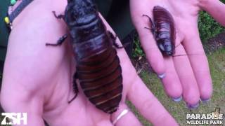 Big Bug Bonanza - Madagascan Hissing Cockroaches