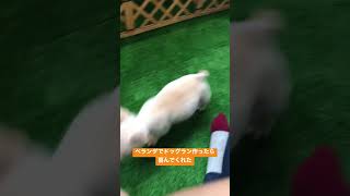 【フレブル小夏】ベランダでドッグランdiyしたら喜んでくれた #frenchbulldog