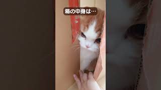 箱の中身は… #shorts  #cat #子猫 #スコティッシュフォールド #ふわふわ猫