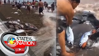 Mahigit isang toneladang skipjack tuna, napadpad sa baybayin | SONA