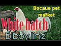 White Hatch Biboy line,Bocaue pet market