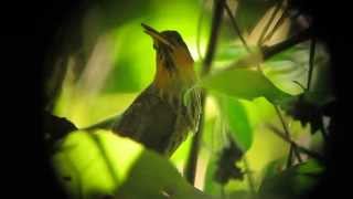 Saw-billed Hermit - Ramphodon naevius - Pereque, Brazil