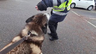 Traffic Warden gets Harassed by a Husky