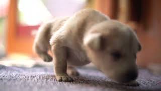 new puppy 🐶 | Labrador puppy | cute dog video | funny dog | family dog | #short #youtube #dog