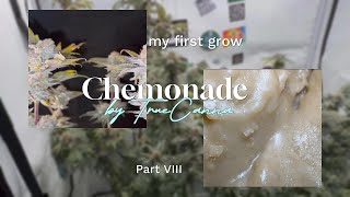 My first grow - Part VIII - Chemonade by TrueCanna - Ernte und Fazit