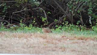 Corncrake (Crex crex), Long Island, New York