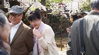 東京お花見散歩　インバウンドで賑わう上野公園　桜　2019.3.25  Sakura Ueno Park