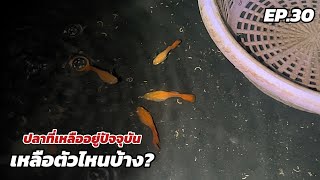 อยากดูปลา | พามาดูปลาที่เหลืออยู่ ตอนนี้!? EP30