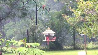 Cardinals in the Rain